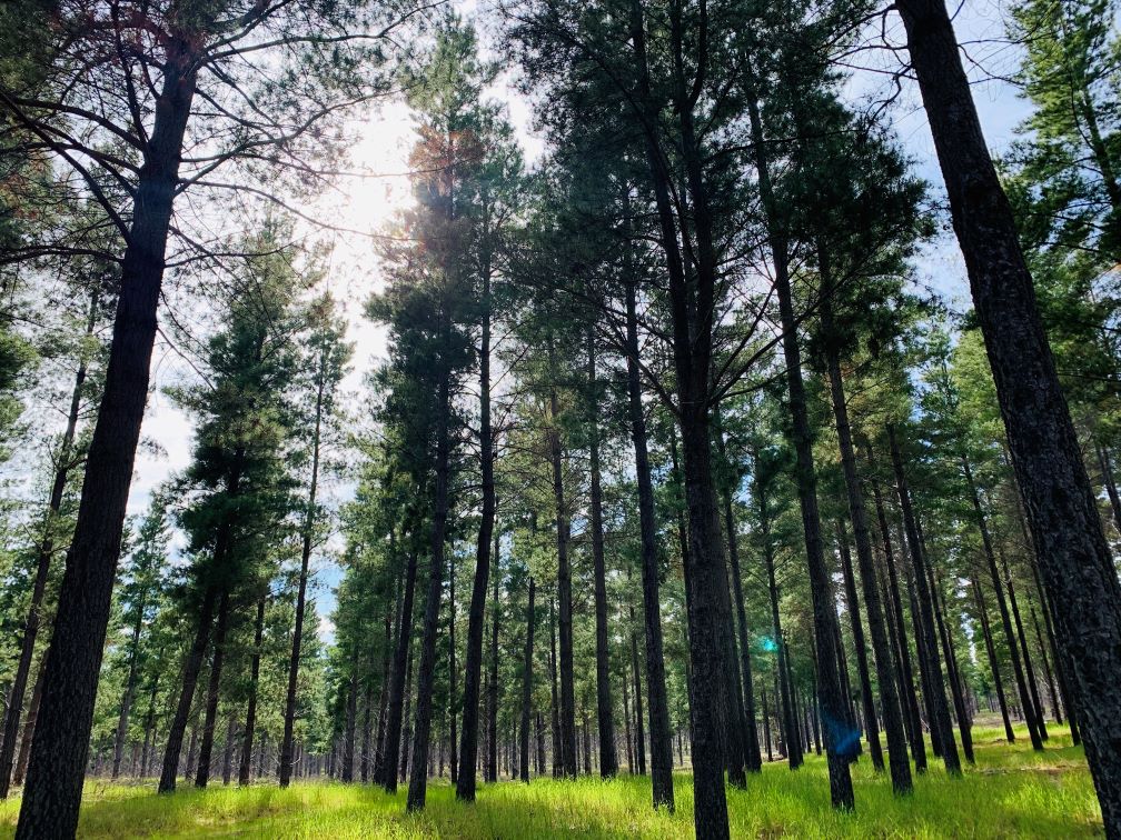 Australian Radiata Pine