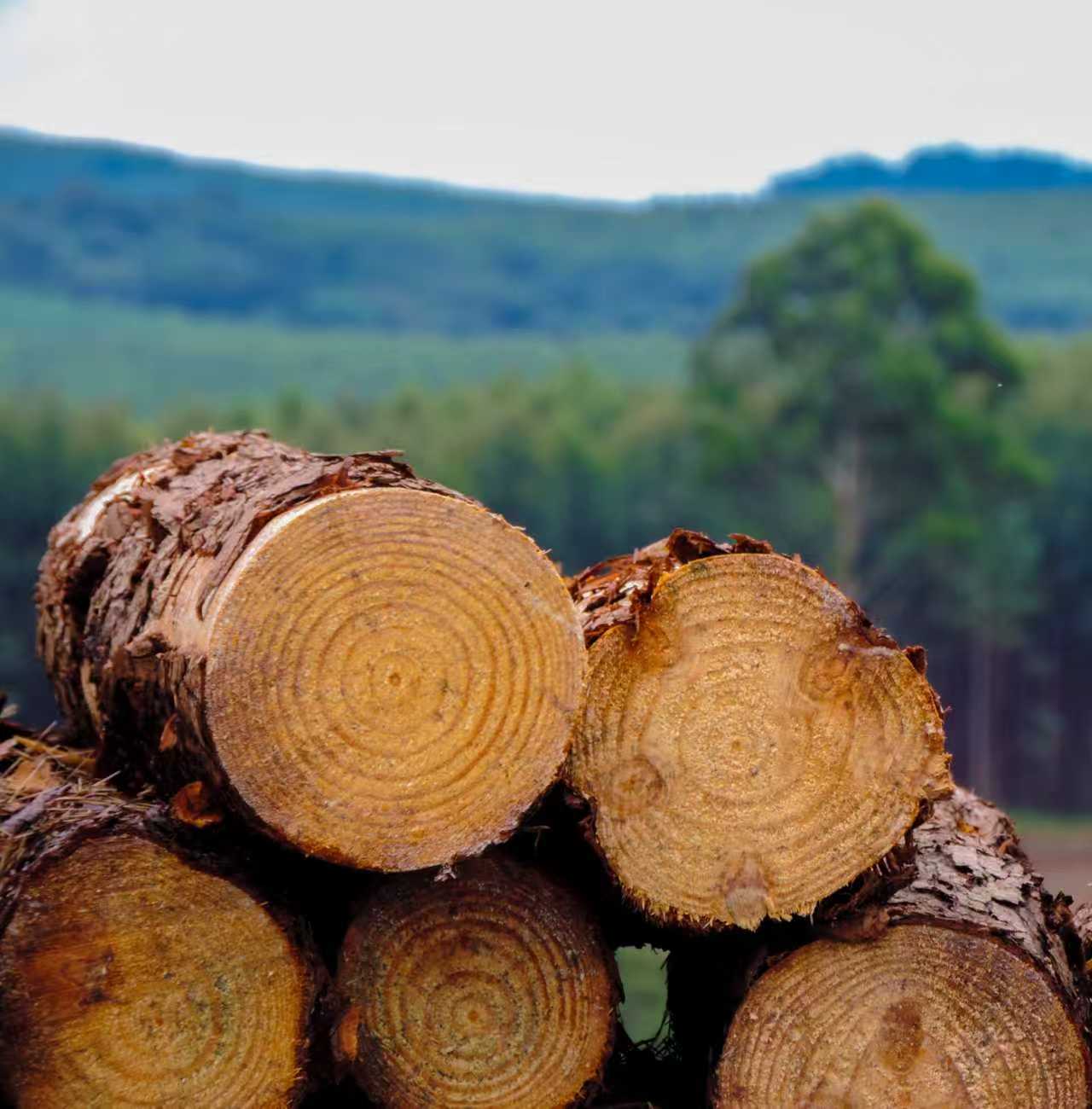 Australian Radiata Pine