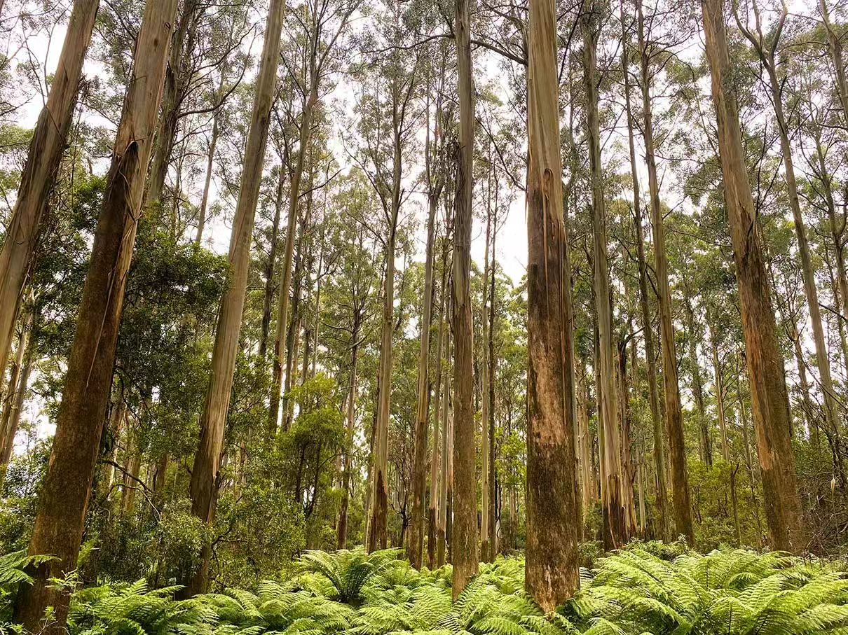 Premium Australian Hardwoods